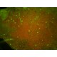 Microscop fluorescenta 400-470X lumina albastra (480nm) si filtru 510 nm AM4515T4-GFBW 